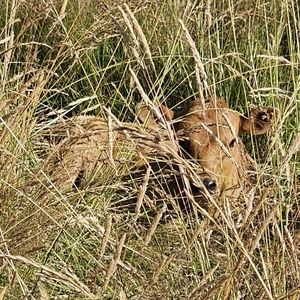 Meet your Posher, Annabelle